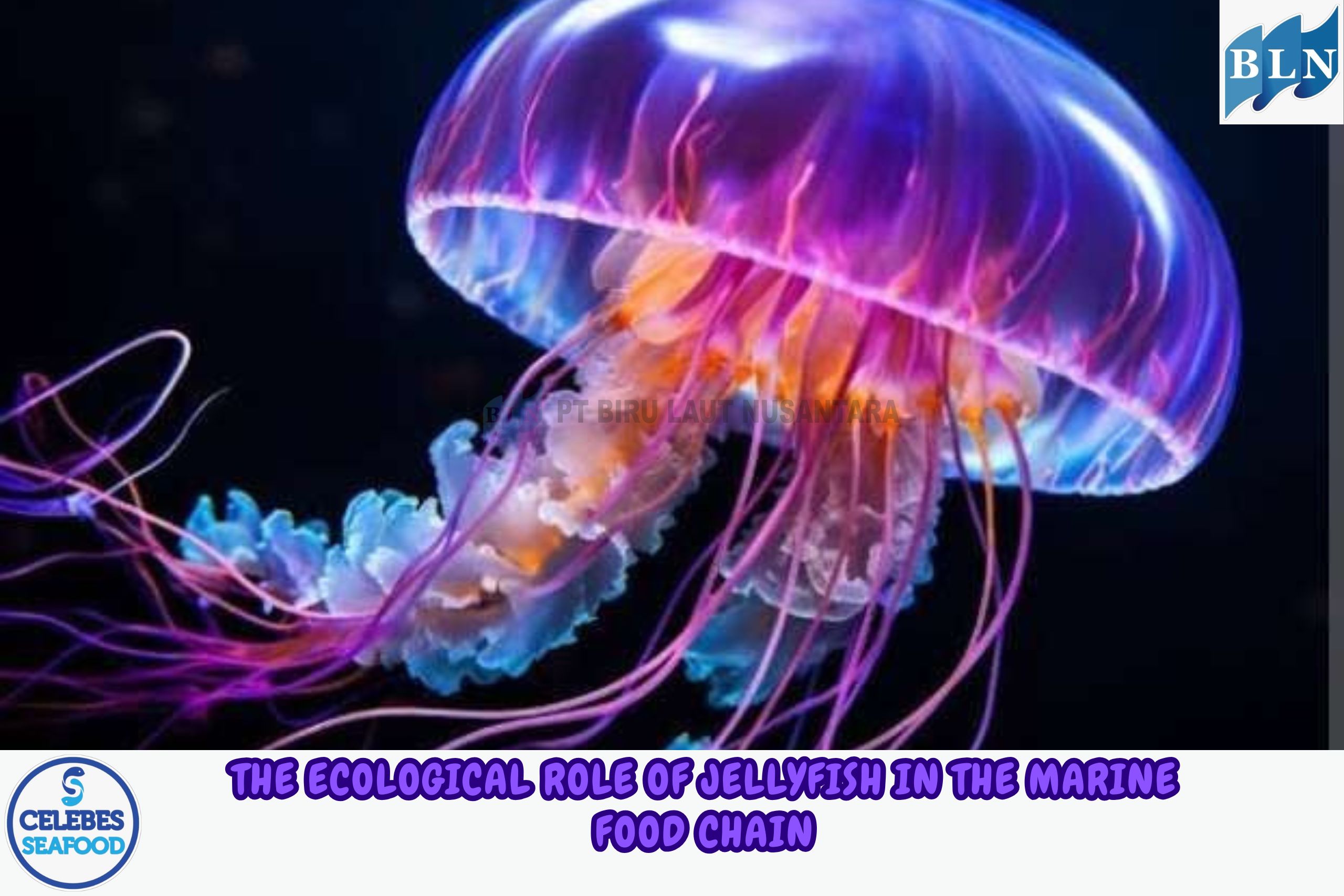 The Ecological Role of Jellyfish in the Marine Food Chain